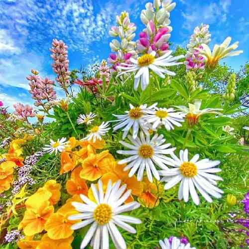 اسماعیل عارف دلم چه تنگه هوای گریه داره